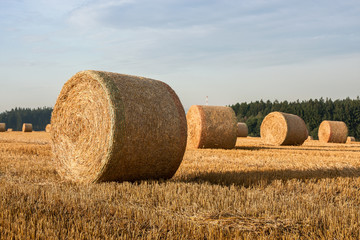 Hay bales on the field after harvest