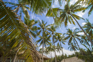 Fototapeta premium Tropical palms.