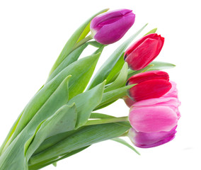bouquet of  red and purple  tulip flowers