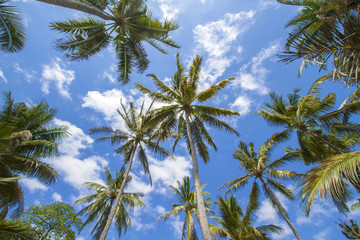 Tropical palms.