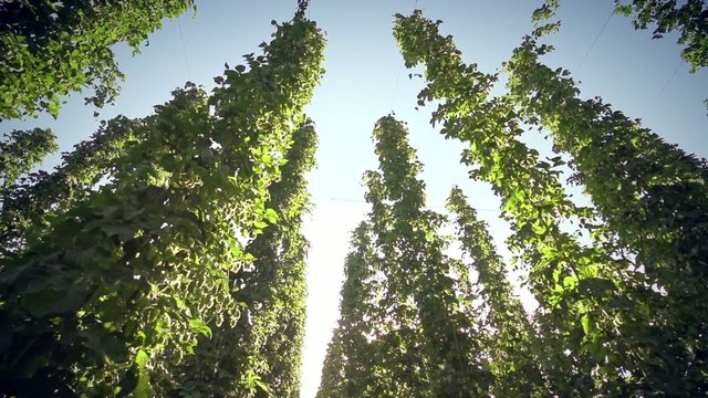 Looking up on hop plants