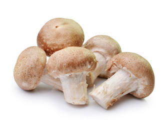Fresh champignon mushrooms isolated on white background