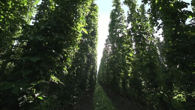 Walking trough hop field in slow motion