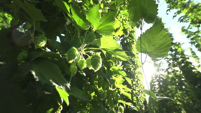 Hop close up