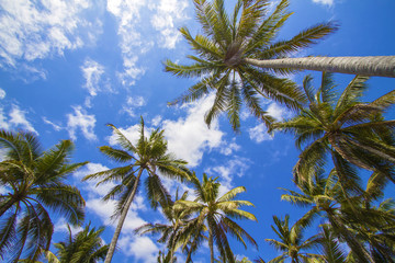 Obraz na płótnie Canvas Tropical palms.