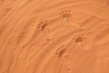 foot prints in the desert sand in summer