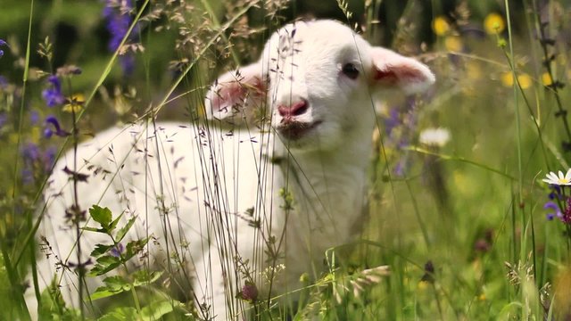 Little lamb between flowers