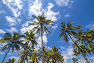 Obraz premium Tropical palms.