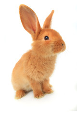 brown rabbit