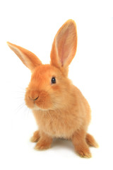 brown rabbit