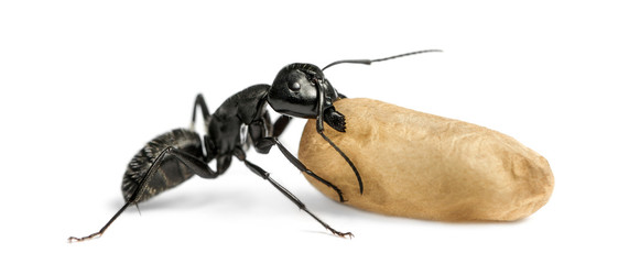 Carpenter ant, Camponotus vagus, carrying an egg