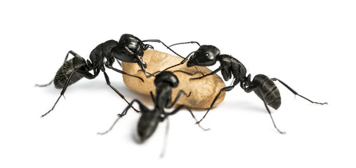 Three Carpenter ants, Camponotus vagus, carrying an egg