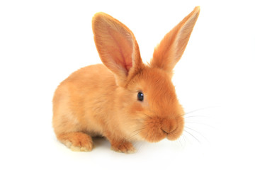 brown rabbit