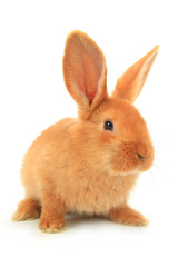 brown rabbit