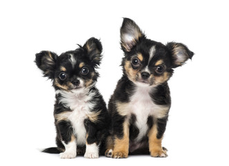 Two chihuahua puppies