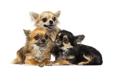 Three chihuahuas