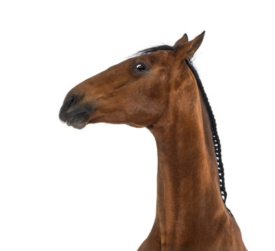 Close-up of an Andalusian horse