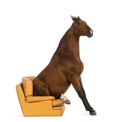 Andalusian horse sitting on an armchair