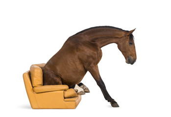 Fototapeta na wymiar Andalusian horse sitting on an armchair