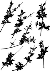 sakura six black simple branch silhouettes