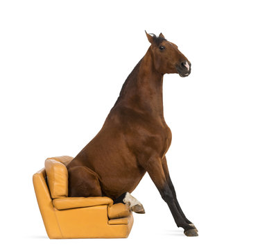 Andalusian Horse Sitting On An Armchair