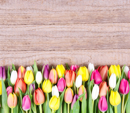 Tulpen auf Holz