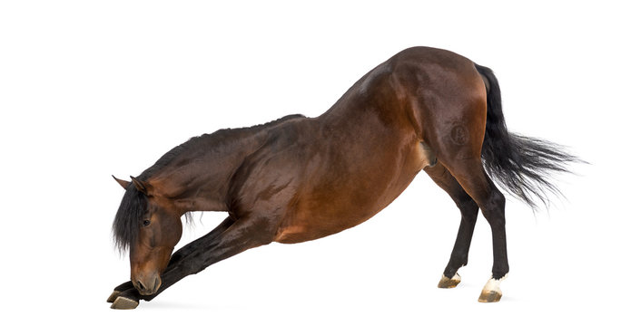 Andalusian horse bowing