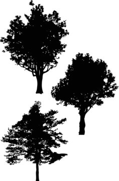 three isolated large trees silhouettes