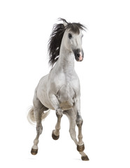 Obraz na płótnie Canvas Andalusian horse