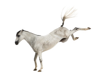 Obraz na płótnie Canvas Andalusian horse kicking out