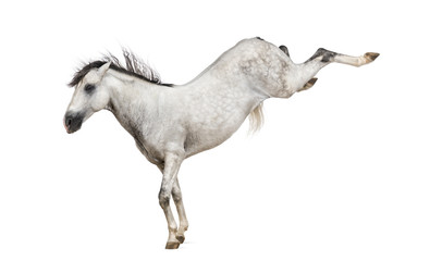 Obraz na płótnie Canvas Andalusian horse kicking out