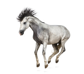 Obraz na płótnie Canvas Andalusian horse kixking out