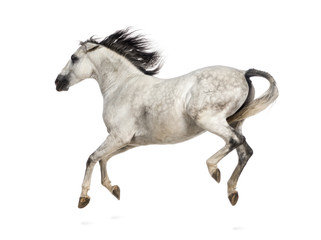 Fototapeta na wymiar Andalusian horse kicking out