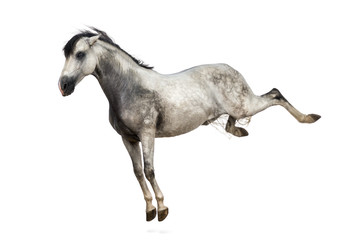 Andalusian horse kicking out