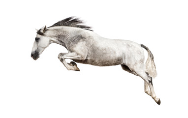 Obraz na płótnie Canvas Andalusian horse jumping