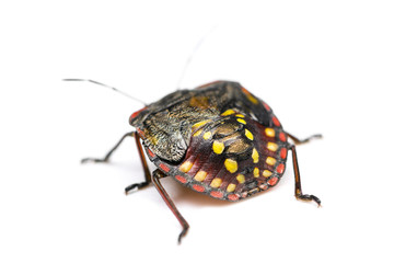 Southern green stink bug, Nezara viridula