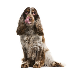 English cocker spaniel