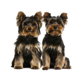 Two Yorkshire terriers