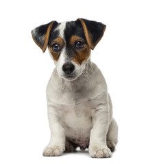 Jack Russell Terrier puppy (2 months old)
