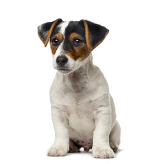 Jack Russell Terrier puppy (2 months old)