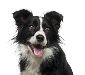 Border Collie (2 years old) - obrazy, fototapety, plakaty