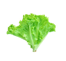 lettuce isolated on white background
