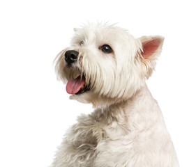 Close-up of a Maltese