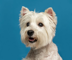 Close-up of a Maltese in front of a blue background
