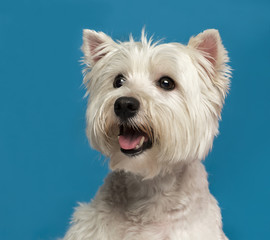 Close-up of a Maltese in front of a blue background