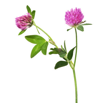 isolated pink clover flower with two blooms