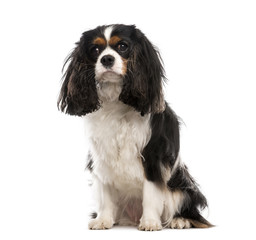 Cavalier King Charles Spaniel (3 years old)