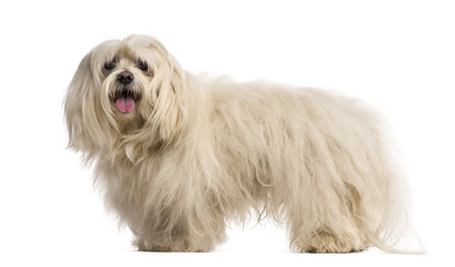 Maltese (7 years old)