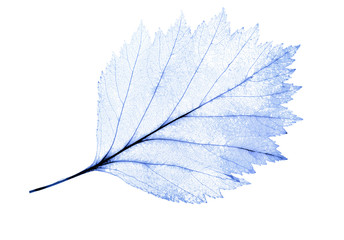 light blue leaf skeleton isolated on white
