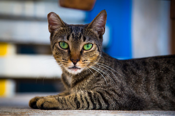 Tramonto mare dei caraibi